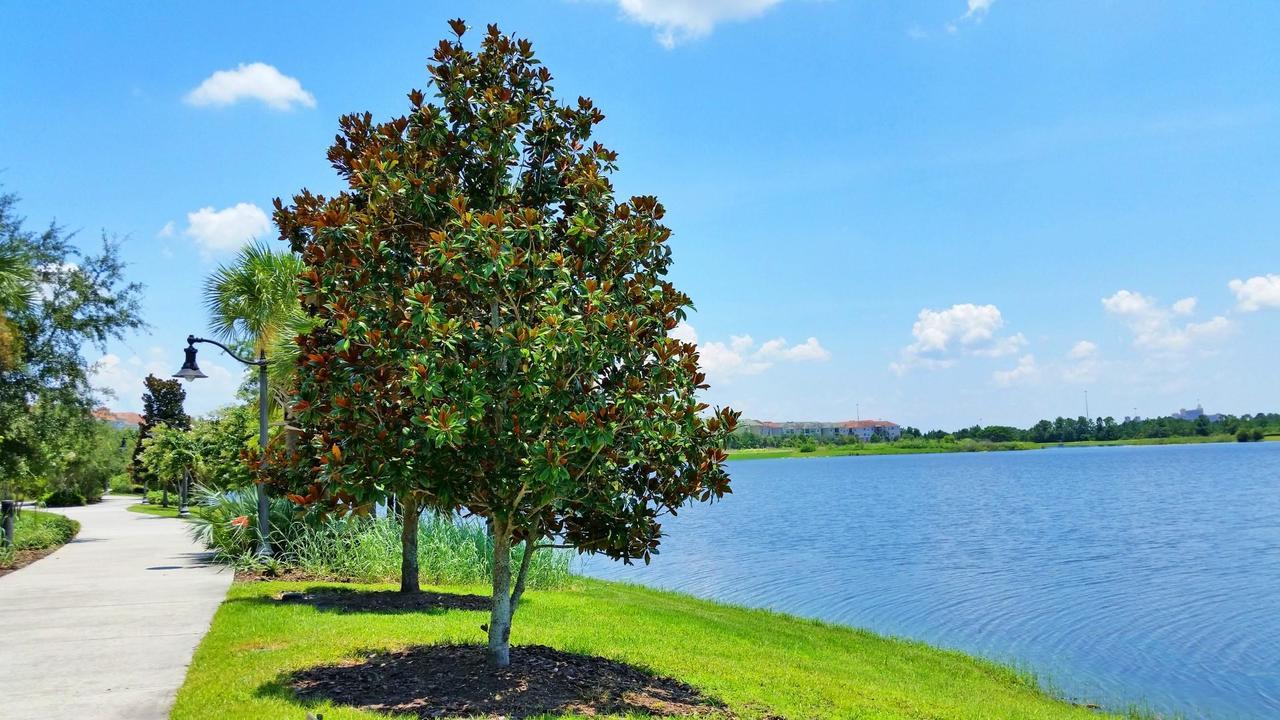 Dream Castle Διαμέρισμα Kissimmee Εξωτερικό φωτογραφία